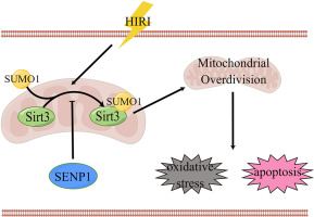 Sentrin-specific protease 1 maintains mitochondrial homeostasis through targeting the deSUMOylation of sirtuin-3 to alleviate oxidative damage induced by hepatic ischemia/reperfusion