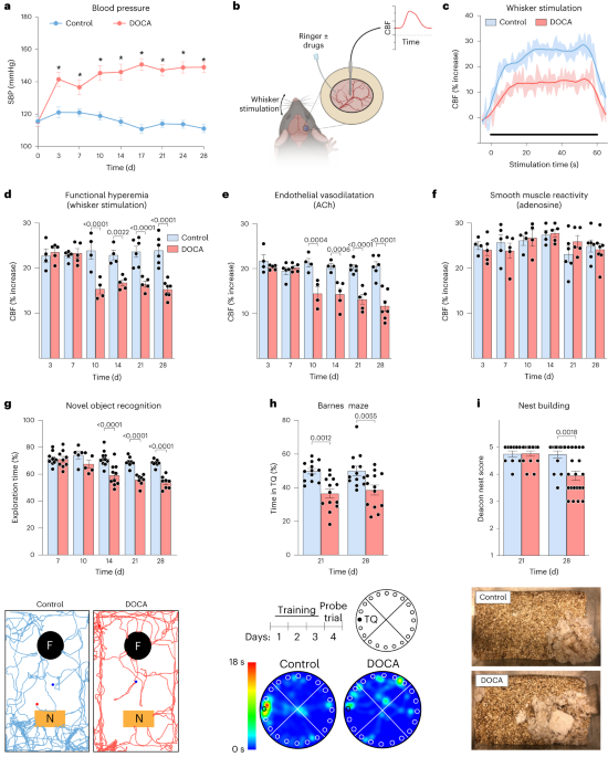 Meningeal interleukin-17-producing T cells mediate cognitive impairment in a mouse model of salt-sensitive hypertension
