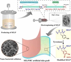 A potential bilayer skin substitute based on electrospun silk-elastin-like protein nanofiber membrane covered with bacterial cellulose