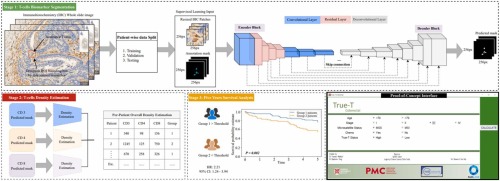True-T – Improving T-Cell Response Quantification with Holistic Artificial Intelligence Based Prediction in Immunohistochemistry Images