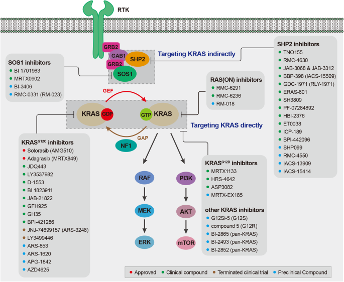 From bench to bedside: current development and emerging trend of KRAS-targeted therapy