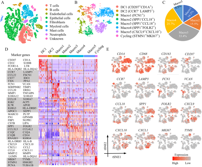 SPP1+ TAM subpopulations in tumor microenvironment promote intravasation and metastasis of head and neck squamous cell carcinoma