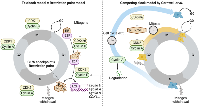 Going only half the way: cell cycle exit after the G1 restriction point