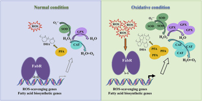 bZIP transcription factor FabR: Redox-dependent mechanism controlling docosahexaenoic acid biosynthesis and H2O2 stress response in Schizochytrium sp.