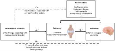 Causal associations between common musculoskeletal disorders and dementia: a Mendelian randomization study