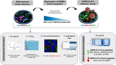 Human motor neurons derived from induced pluripotent stem cells are susceptible to SARS-CoV-2 infection