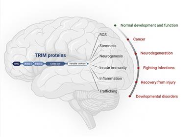 It’s a TRIM-endous view from the top: the varied roles of TRIpartite Motif proteins in brain development and disease