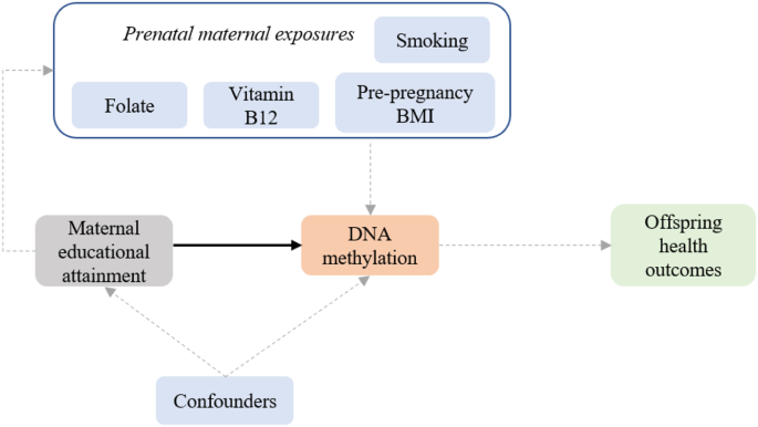 Maternal educational attainment in pregnancy and epigenome-wide DNA methylation changes in the offspring from birth until adolescence
