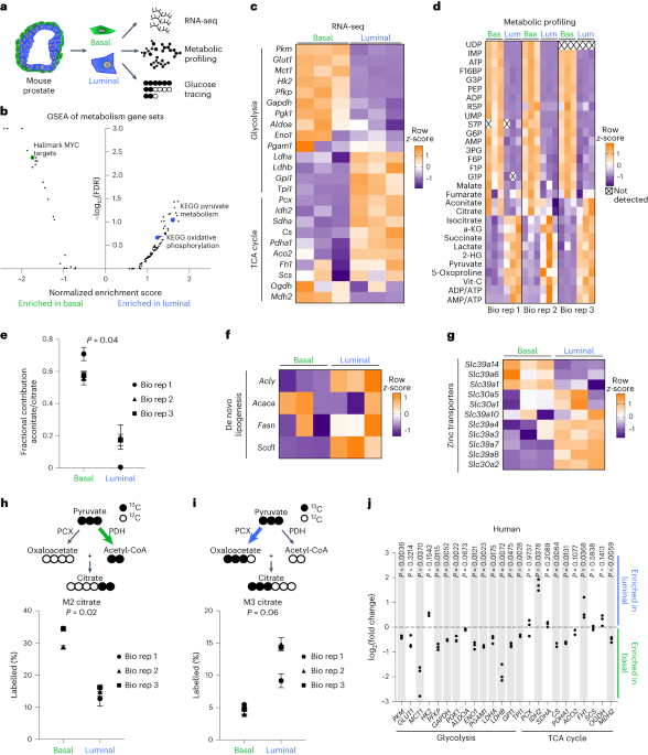 Prostate lineage-specific metabolism governs luminal differentiation and response to antiandrogen treatment