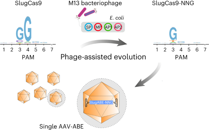 Phage-assisted evolution of compact Cas9 variants targeting a simple NNG PAM