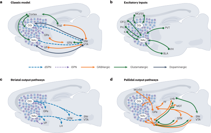 Updating the striatal–pallidal wiring diagram