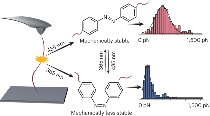 Azobenzene as a photoswitchable mechanophore