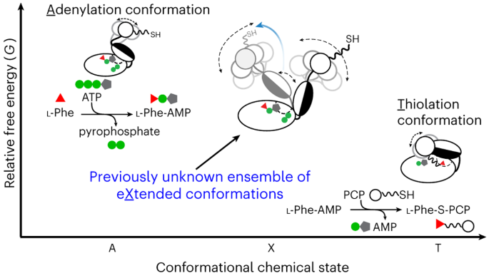 Subdomain dynamics enable chemical chain reactions in non-ribosomal peptide synthetases