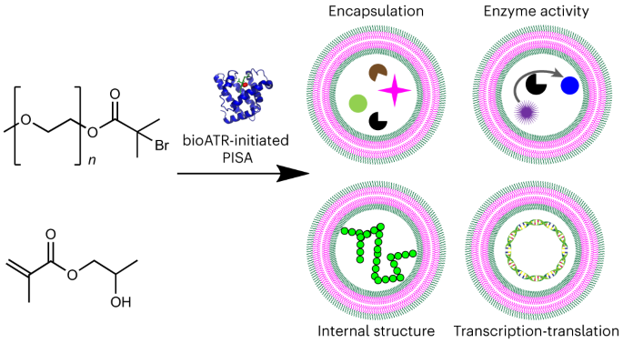 Artificial cell synthesis using biocatalytic polymerization-induced self-assembly