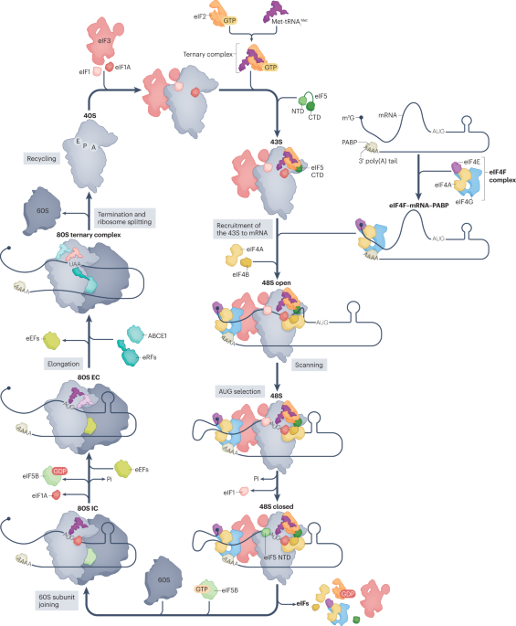 The molecular basis of translation initiation and its regulation in eukaryotes