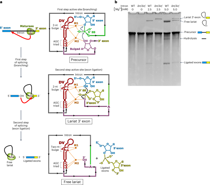 Structural basis of branching during RNA splicing