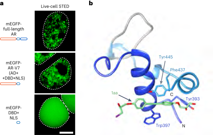 Transient protein folding in condensates reveals ways to target disordered oncoproteins