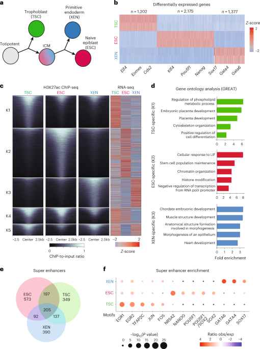 3D Enhancer–promoter networks provide predictive features for gene expression and coregulation in early embryonic lineages