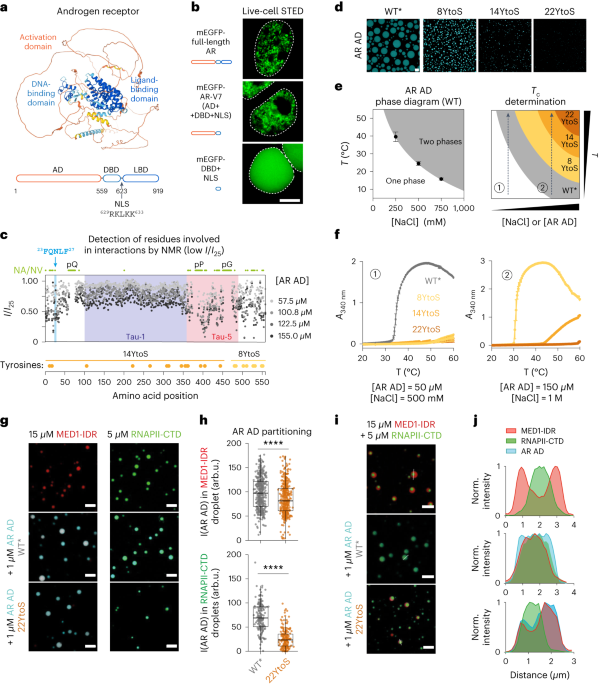 Rational optimization of a transcription factor activation domain inhibitor