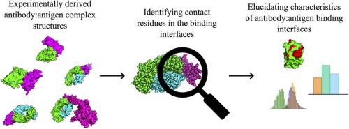 Structural trends in antibody-antigen binding interfaces: a computational analysis of 1833 experimentally determined 3D structures