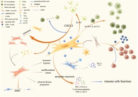Cancer-associated Fibroblasts in Neoadjuvant Setting for Solid Cancers