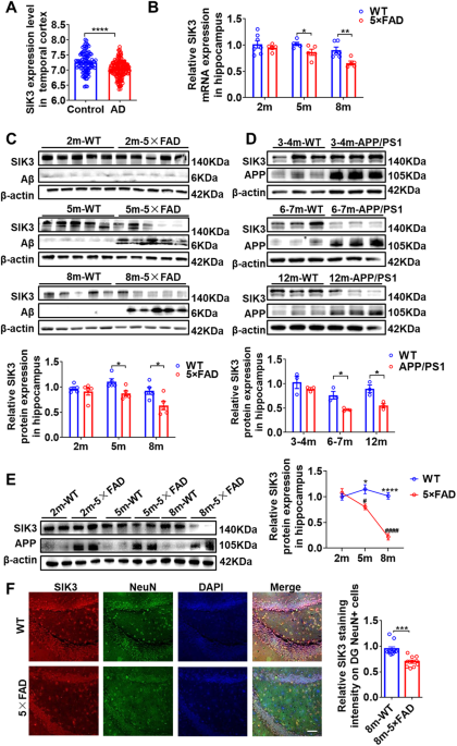 Targeting SIK3 to modulate hippocampal synaptic plasticity and cognitive function by regulating the transcription of HDAC4 in a mouse model of Alzheimer’s disease