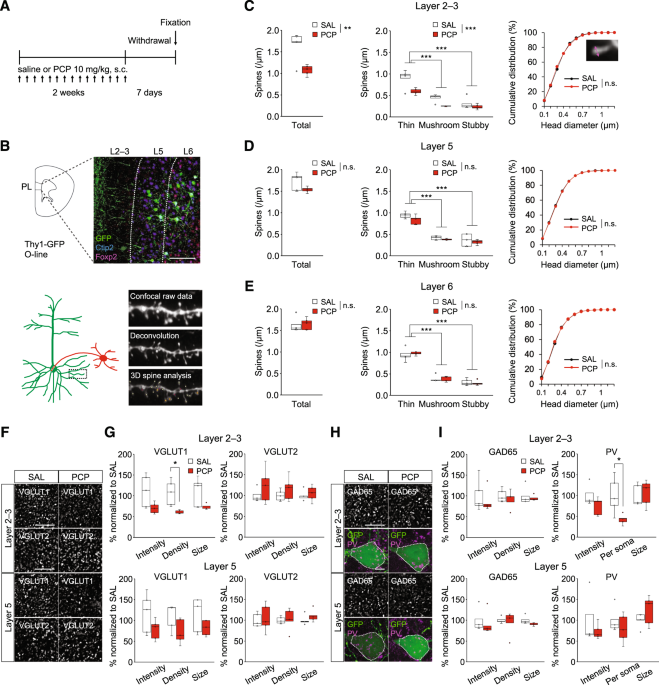 Activation of prefrontal parvalbumin interneurons ameliorates working memory deficit even under clinically comparable antipsychotic treatment in a mouse model of schizophrenia