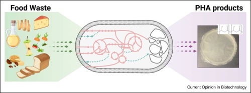 Genetic and process engineering for polyhydroxyalkanoate production from pre- and post-consumer food waste