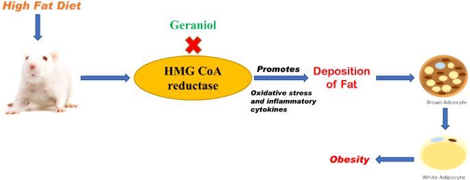 Geraniol reverses obesity by improving conversion of WAT to BAT in high fat diet induced obese rats by inhibiting HMGCoA reductase