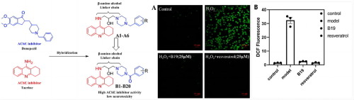 Design, synthesis, and biological evaluation of novel donepezil-tacrine hybrids as multi-functional agents with low neurotoxicity against Alzheimer’s disease