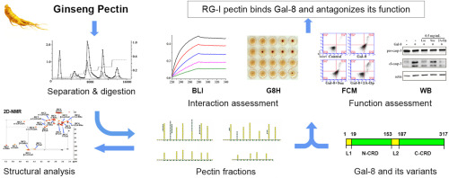 Ginseng-derived type I rhamnogalacturonan polysaccharide binds to galectin-8 and antagonizes its function