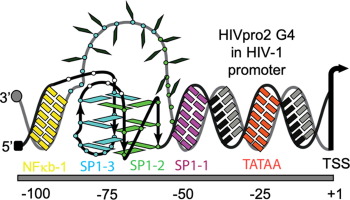 Structure of a DNA G-quadruplex that Modulates SP1 Binding Sites Architecture in HIV-1 Promoter