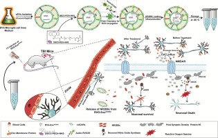 Engineered exosomes mediated targeted delivery of neuroprotective peptide NR2B9c for the treatment of traumatic brain injury
