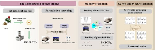 Lyophilization enhances the stability of Panax notoginseng total saponins-loaded transfersomes without adverse effects on ex vivo/in vivo skin permeation