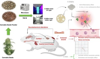 Graphene quantum dots based on cannabis seeds for efficient wound healing in a mouse incisional wound model: Link with stress and neurobehavioral effect