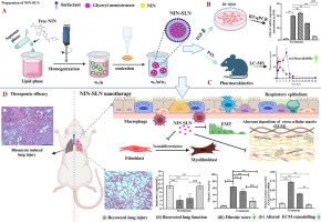 Nintedanib solid lipid nanoparticles improve oral bioavailability and ameliorate pulmonary fibrosis in vitro and in vivo models