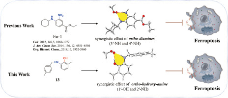 Design, synthesis, and biological evaluation of 2-amino-6-methyl-phenol derivatives targeting lipid peroxidation with potent anti-ferroptotic activities