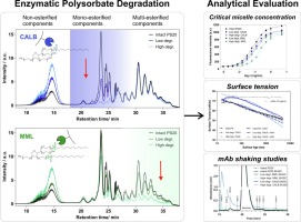 Enzymatic degradation pattern of polysorbate 20 impacts interfacial properties of monoclonal antibody formulations
