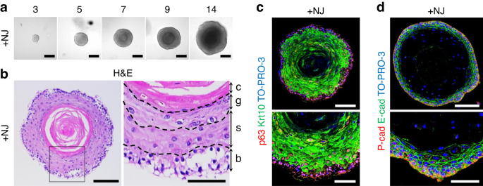 Adult dental epithelial stem cell-derived organoids deposit hydroxylapatite biomineral