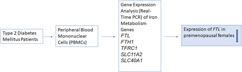 Evaluation of the expression of genes associated with iron metabolism in peripheral blood mononuclear cells from Type 2 diabetes mellitus patients
