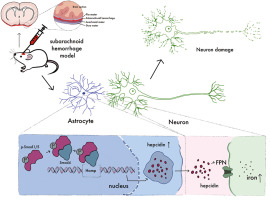 Astrocyte-derived hepcidin aggravates neuronal iron accumulation after subarachnoid hemorrhage by decreasing neuronal ferroportin1