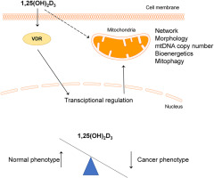 Different impact of vitamin D on mitochondrial activity and morphology in normal and malignant keratinocytes, the role of genomic pathway