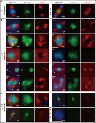 Functional specialization of Aurora kinase homologs during oogenic meiosis in the tunicate Oikopleura dioica