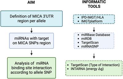 Impact of MICA 3′UTR allelic variability on miRNA binding prediction, a bioinformatic approach
