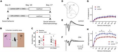 Selective oxytocin receptor activation prevents prefrontal circuit dysfunction and social behavioral alterations in response to chronic prefrontal cortex activation in male rats