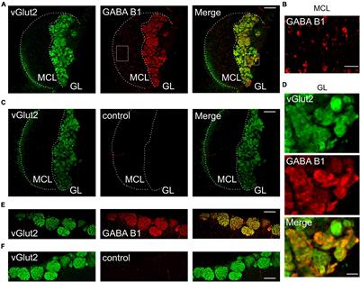 Presynaptic GABAB receptors inhibit vomeronasal nerve transmission to accessory olfactory bulb mitral cells