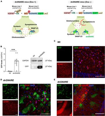 Astrocytes control hippocampal synaptic plasticity through the vesicular-dependent release of D-serine