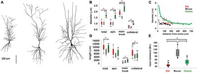 Different responses of mice and rats hippocampus CA1 pyramidal neurons to in vitro and in vivo-like inputs