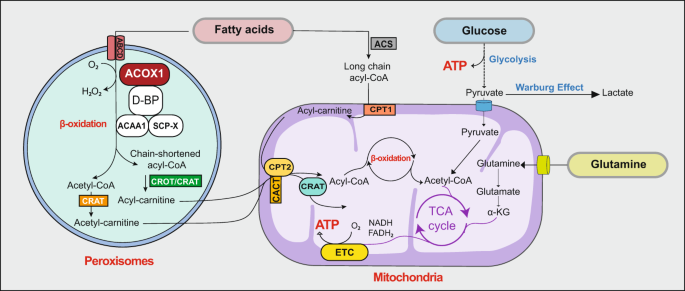 ACOX1-mediated peroxisomal fatty acid oxidation contributes to metabolic reprogramming and survival in chronic lymphocytic leukemia