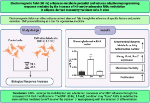Electromagnetic field (50 Hz) enhance metabolic potential and induce adaptive/reprogramming response mediated by the increase of N6-methyladenosine RNA methylation in adipose-derived mesenchymal stem cells in vitro